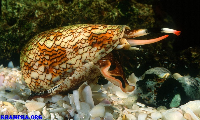 10 Động Vật Có Nọc Độc Nguy Hiểm Nhất Thế Giới 10 Động Vật Có Nọc Độc Nguy Hiểm Nhất Thế Giới