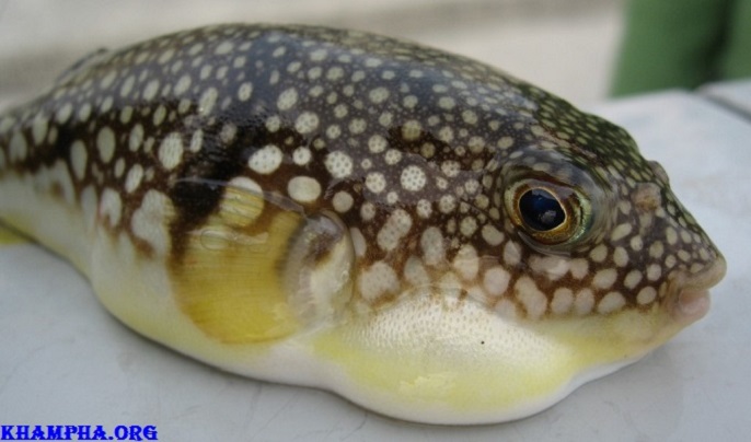 10 Động Vật Có Nọc Độc Nguy Hiểm Nhất Thế Giới 10 Động Vật Có Nọc Độc Nguy Hiểm Nhất Trái Đất