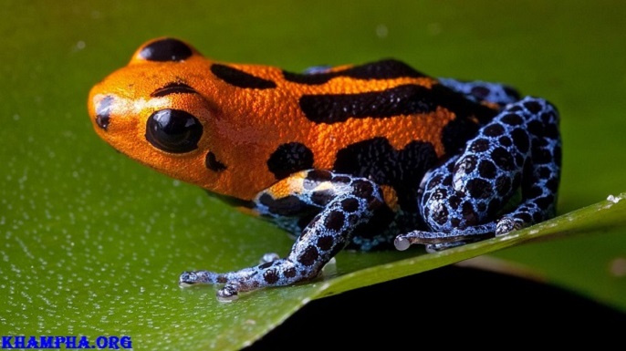 10 Động Vật Có Nọc Độc Nguy Hiểm Nhất Thế Giới Loài Động Vật Nào Có Nọc Độc Nguy Hiểm Nhất Thế Giới