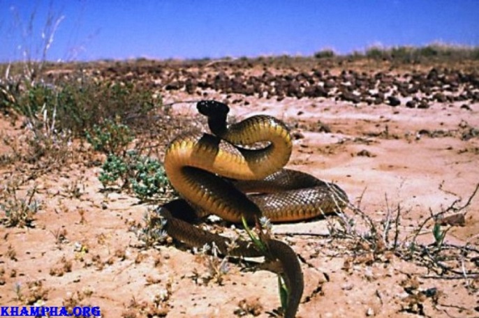 10 Động Vật Có Nọc Độc Nguy Hiểm Nhất Thế Giới 10 Động Vật Có Nọc Độc Nguy Hiểm Nhất Thế Giới