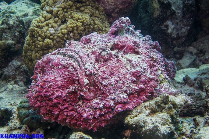 10 Động Vật Có Nọc Độc Nguy Hiểm Nhất Thế Giới 10 Động Vật Nào Có Nọc Độc Nguy Hiểm Nhất Thế Giới