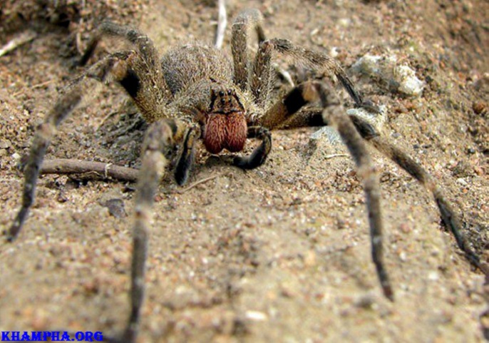 10 Động Vật Có Nọc Độc Nguy Hiểm Nhất Thế Giới 10 Loài Động Vật Có Nọc Độc Nguy Hiểm Nhất Thế Giới