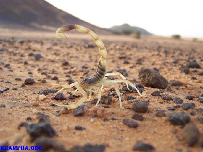 10 Động Vật Có Nọc Độc Nguy Hiểm Nhất Thế Giới 10 Động Vật Có Nọc Độc Nguy Hiểm Nhất Thế Giới