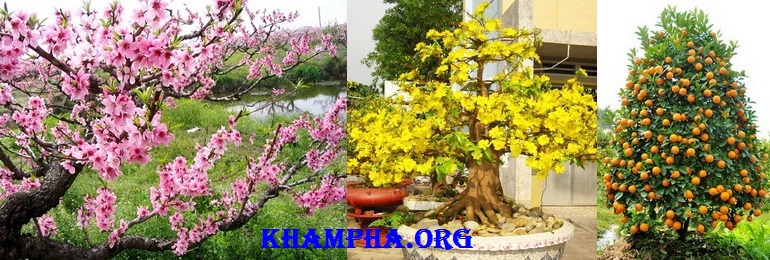 Cách Trang Trí Nhà Ngày Tết Theo Đúng Phong Thủy Á Đông Cách Trang Trí Nhà Ngày Tết Theo Đúng Phong Thủy Á Đông