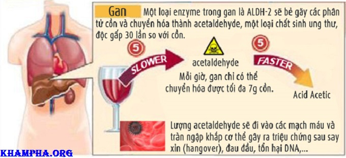 Tại Sao Thường Bị Đau Đầu Sau Khi Say Rượu Bia? Tại Sao Thường Bị Đau Đầu Sau Khi Say Rượu Bia?