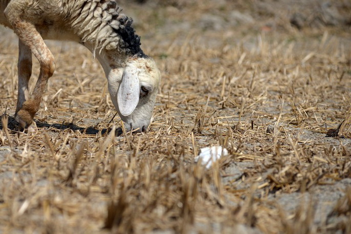 Vì Sao El Nino Mang Hạn Hán Kỷ Lục Đến Khu Vực Đông Nam Á