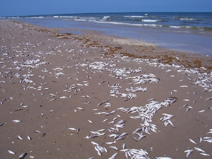 Thủy Triều Đỏ Là Gì?