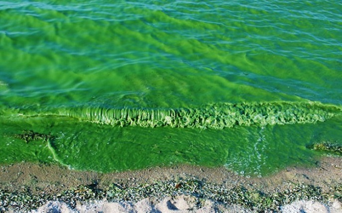 Thủy Triều Đỏ Là Gì?