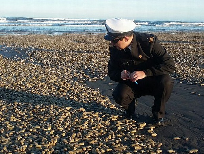 Thủy Triều Đỏ Là Gì?