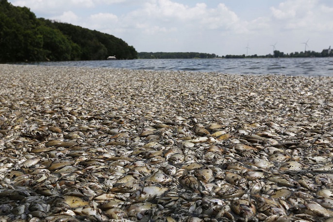 Thủy Triều Đỏ Là Gì?
